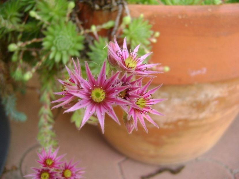 Sempervivum, flori - Primavara 2018