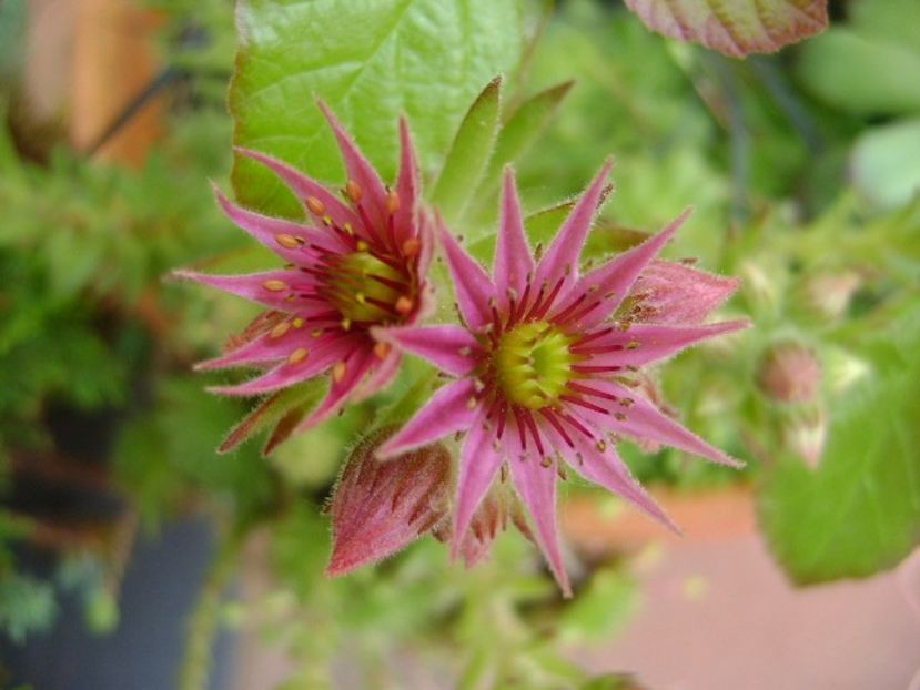 Sempervivum, flori - Primavara 2018