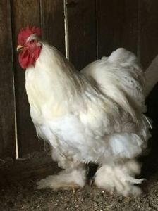 temp2 - Cocos Cochinchina alb urias de vanzare-Vandut