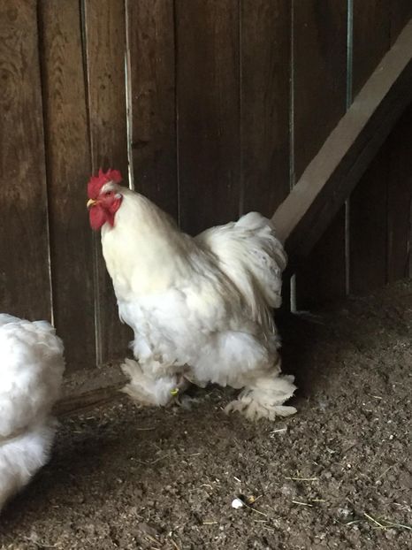 IMG-20180523-WA0014 - Cocos Cochinchina alb urias de vanzare-Vandut