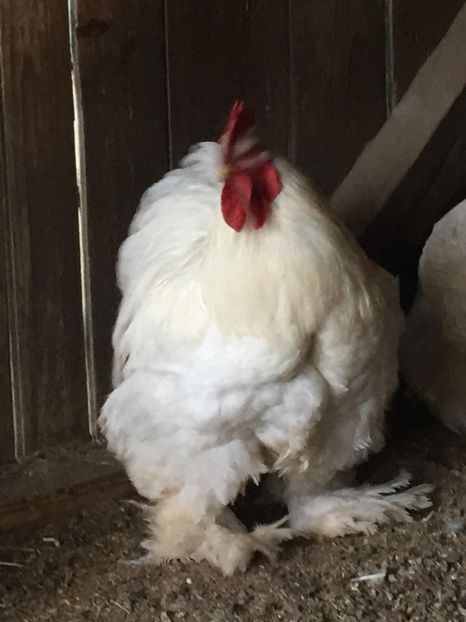 IMG-20180523-WA0006 - Cocos Cochinchina alb urias de vanzare-Vandut