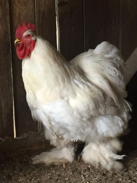 IMG-20180523-WA0005 - Cocos Cochinchina alb urias de vanzare-Vandut