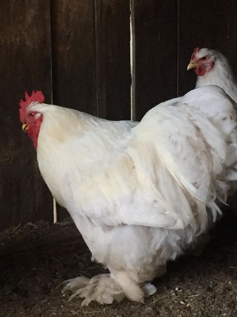 IMG-20180523-WA0001 - Cocos Cochinchina alb urias de vanzare-Vandut