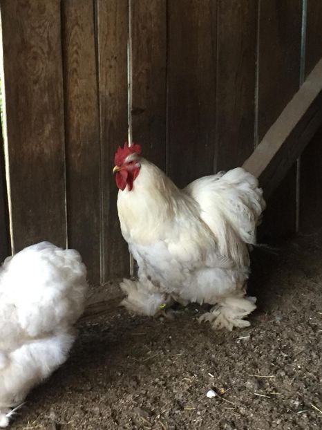 IMG-20180523-WA0000 - Cocos Cochinchina alb urias de vanzare-Vandut