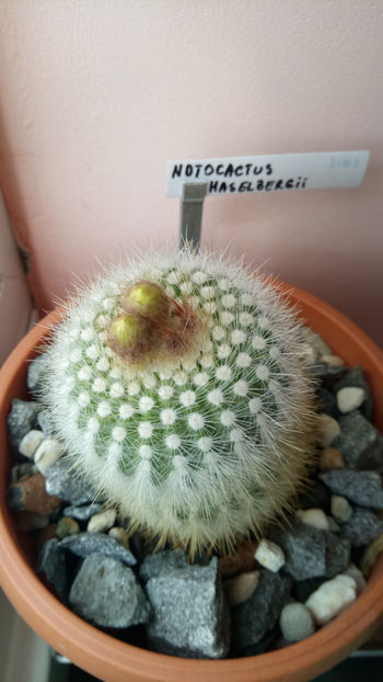 21.05.2018 - Notocactus haselbergii