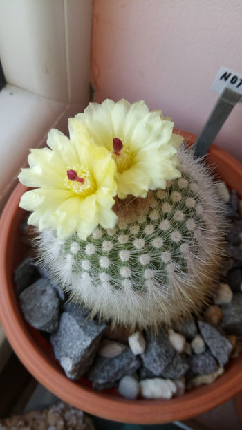 21.05.2018 - Notocactus haselbergii