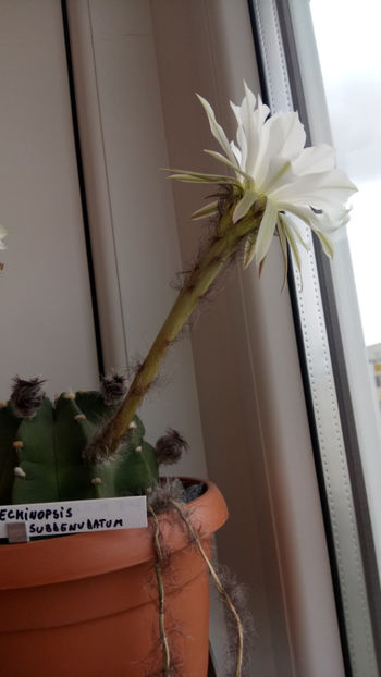 20.05.2018 - Echinopsis subdenudata