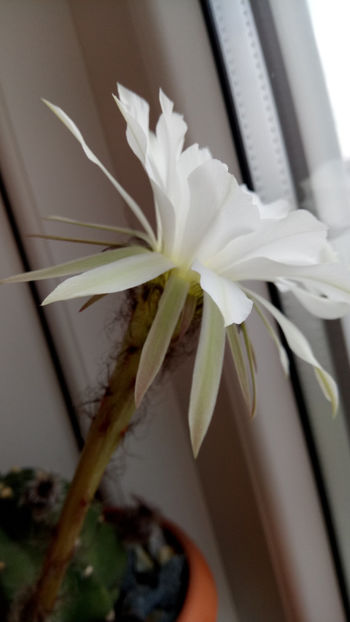 20.05.2018 - Echinopsis subdenudata