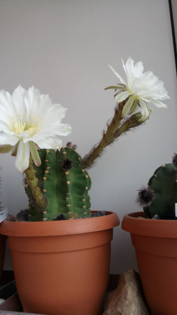 20.05.2018 - Echinopsis subdenudata