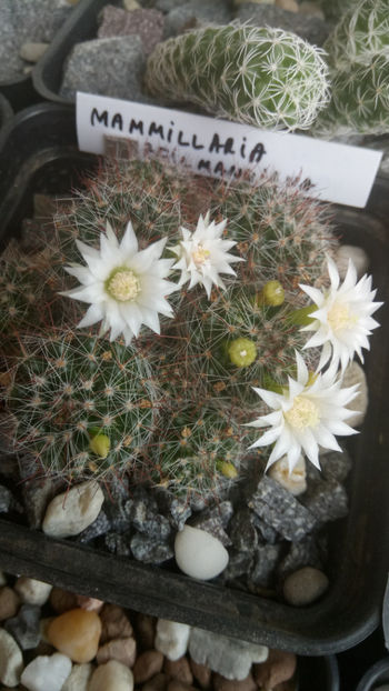 18.05.2018 - Mammillaria zeilmanniana v albiflora