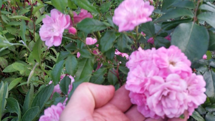 tr, roz batut - trandafiri 2018