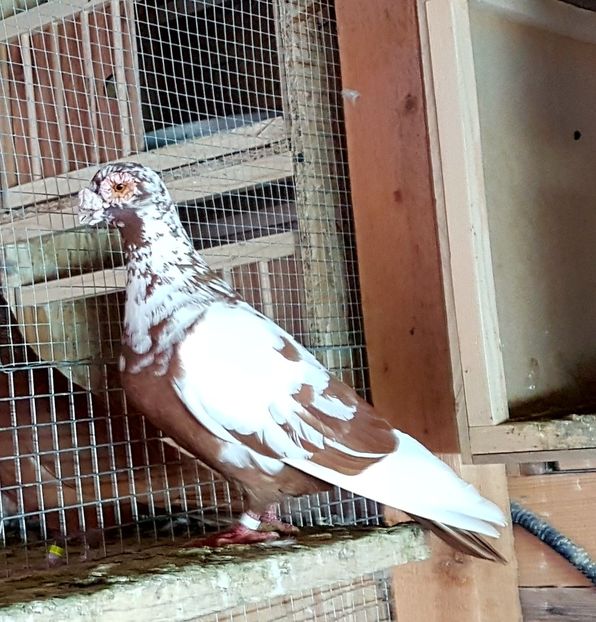  - CARUNCULATI Pentru 2020