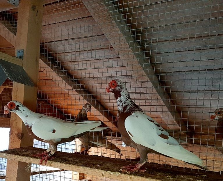  - CARUNCULATI Pentru 2020