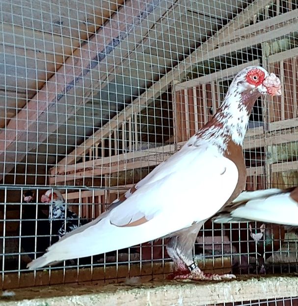  - CARUNCULATI Pentru 2020