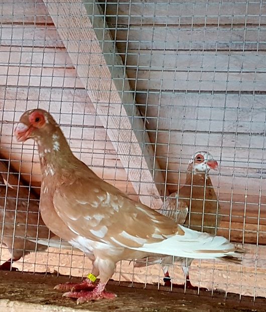  - CARUNCULATI Pentru 2020