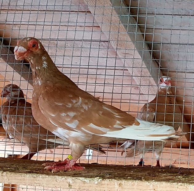  - CARUNCULATI Pentru 2020