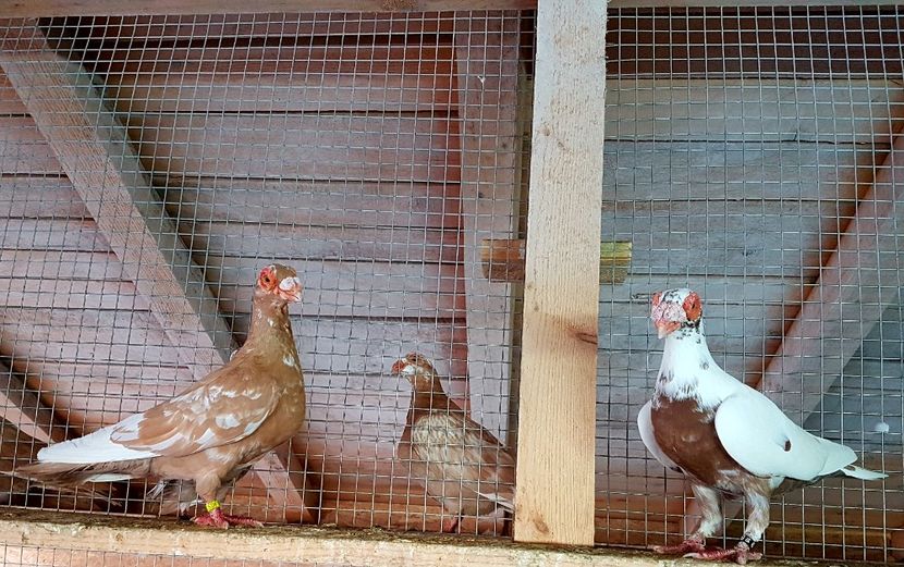  - CARUNCULATI Pentru 2020