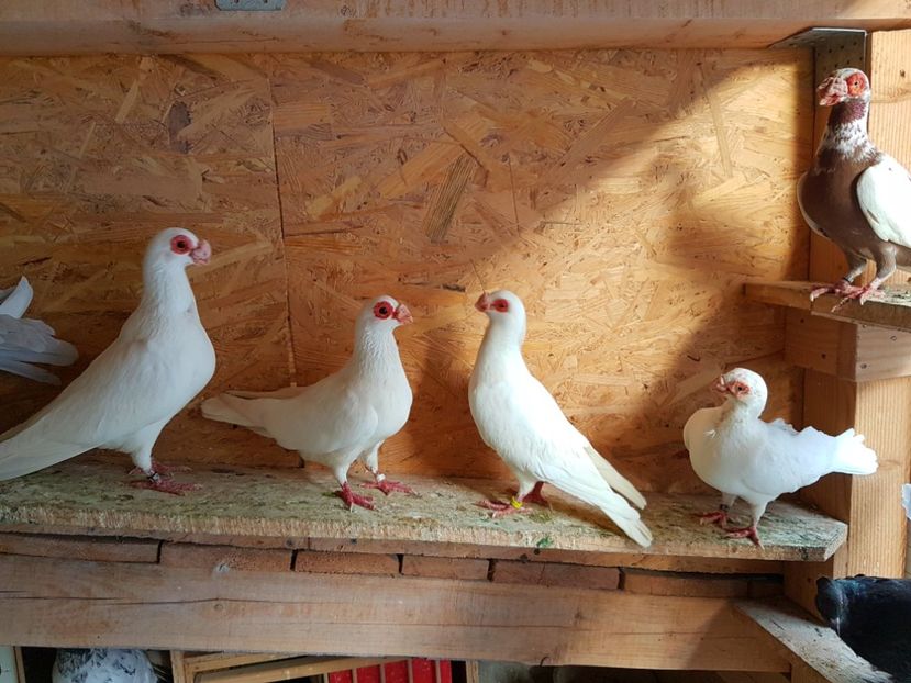  - CARUNCULATI Pentru 2020