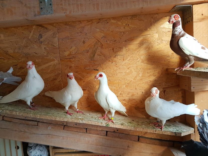  - CARUNCULATI Pentru 2020