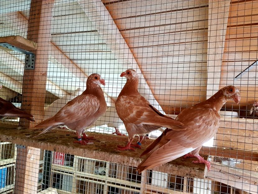  - CARUNCULATI Pentru 2020