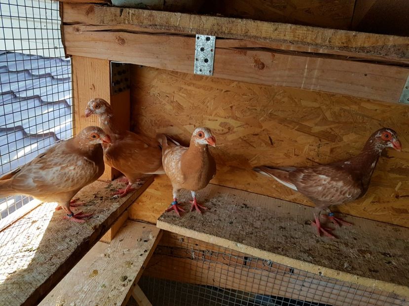  - CARUNCULATI Pentru 2020