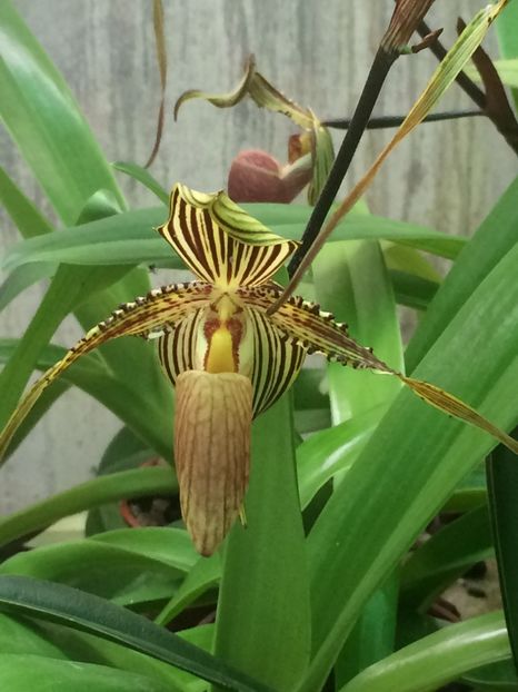  - 3-La Familia Elsner