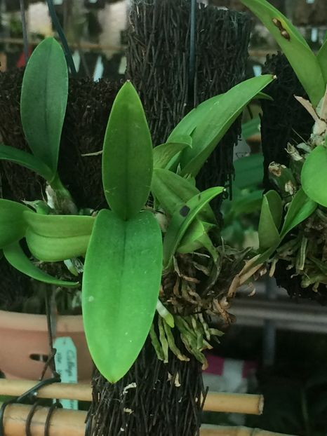  - 3-La Familia Elsner