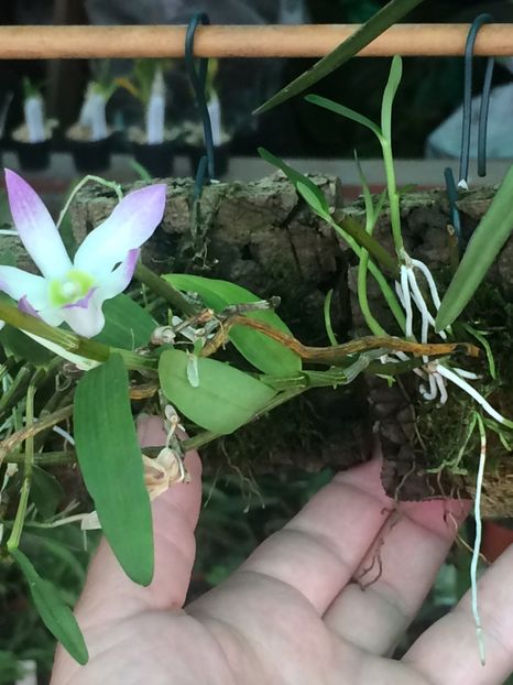  - 3-La Familia Elsner