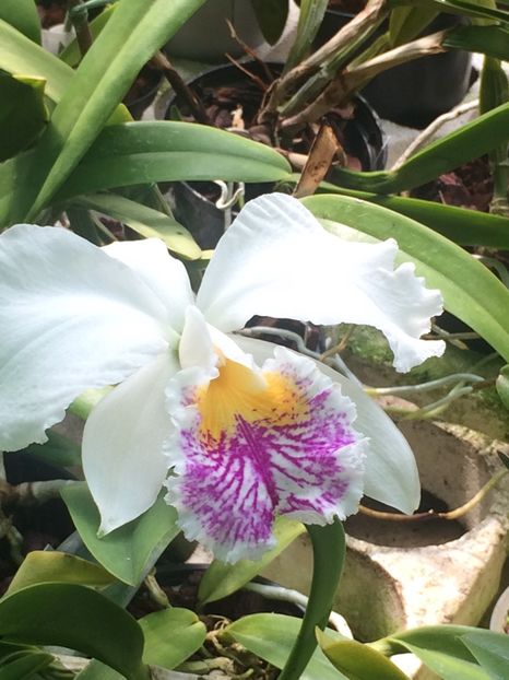  - 3-La Familia Elsner