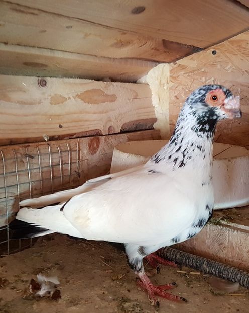  - CARUNCULATI Pentru 2020