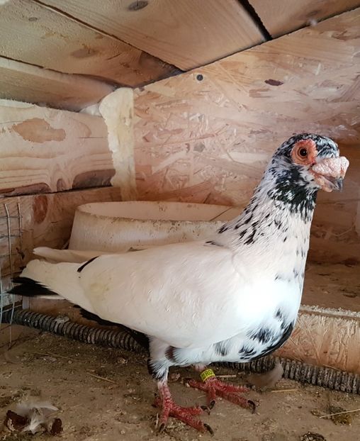  - CARUNCULATI Pentru 2020