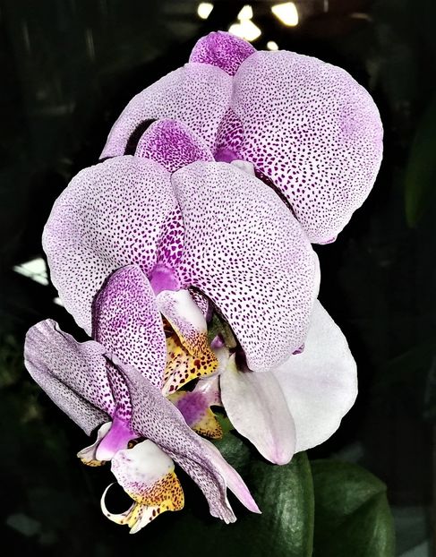  - Phalaenopsis 1