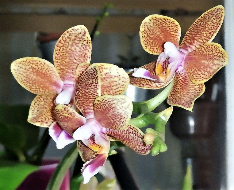  - Phalaenopsis 1