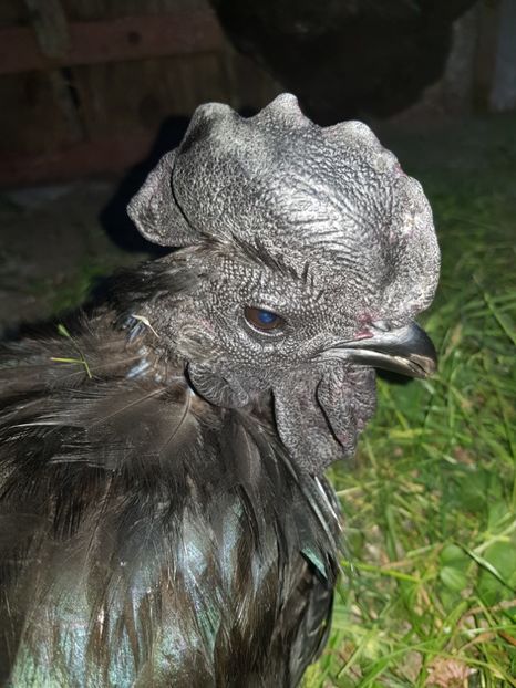 Ayam Cemani - Păsări 2018 mai