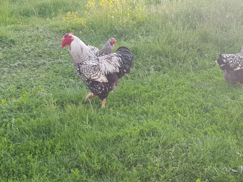 Wyandotte - Păsări 2018 mai