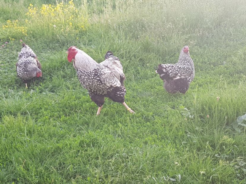 20180519_194517(0) - Păsări 2018 mai