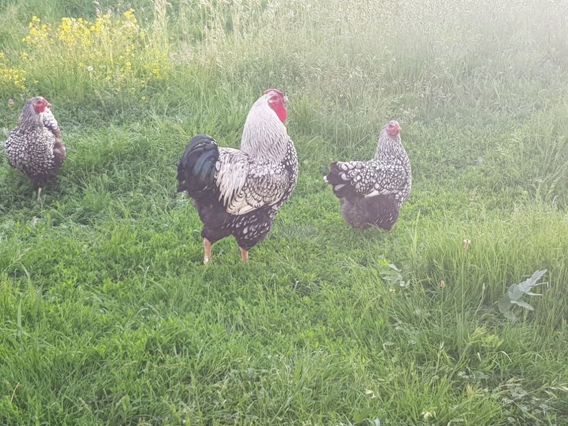 20180519_194514(0) - Păsări 2018 mai