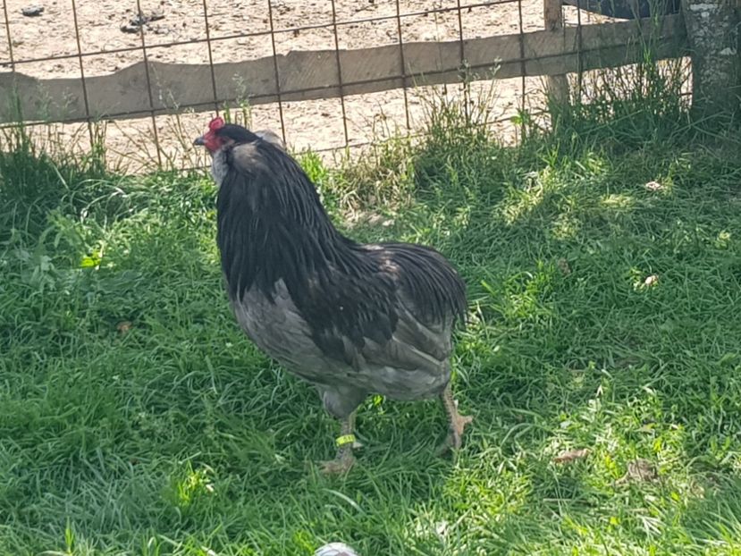 Araucana - Păsări 2018 mai