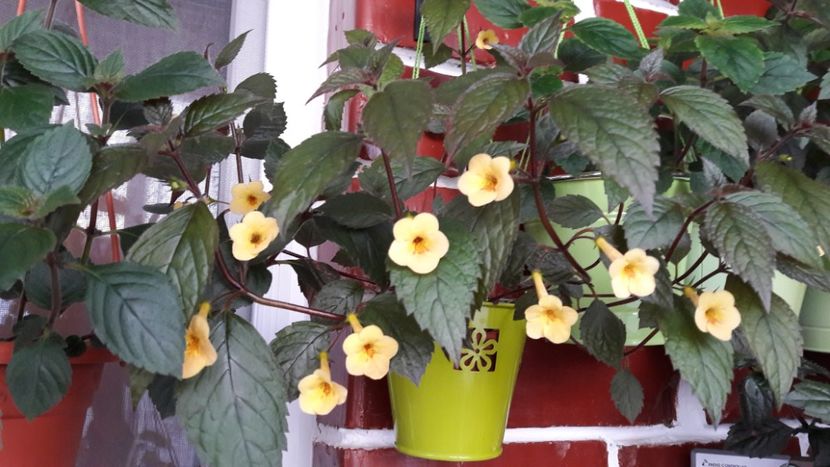 Yellow Beauty - 09 Achimenes 2018