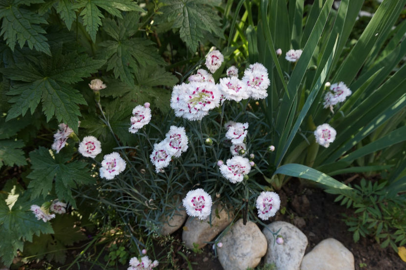 garofite - Mai 2018