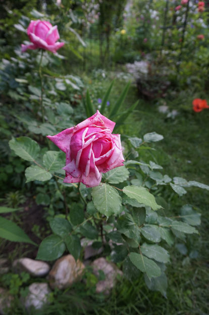  - Mai 2018