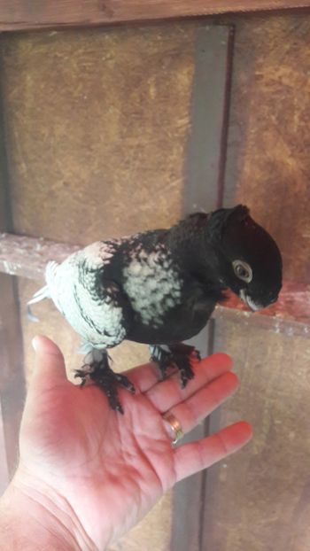  - Porumbei blondineti