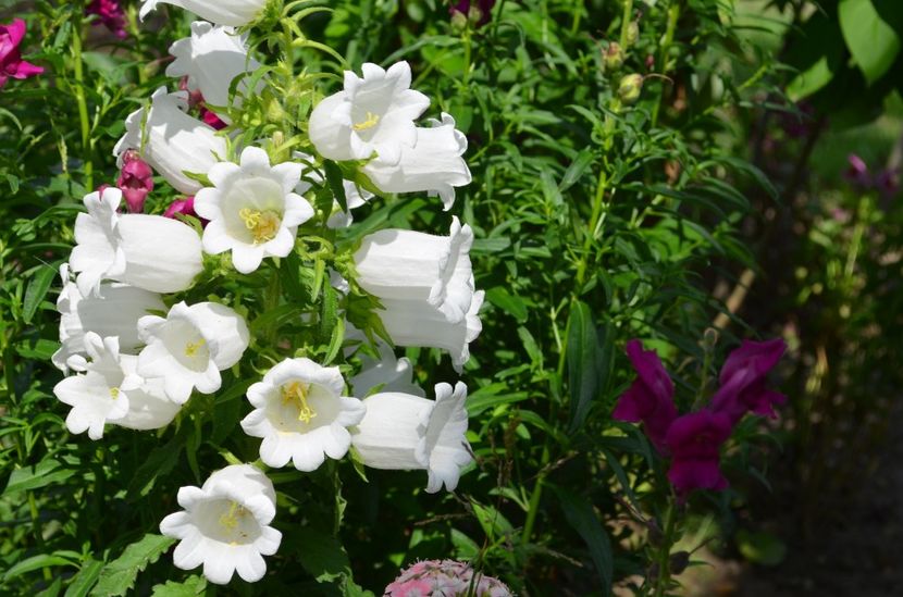  - dragostea  de natura