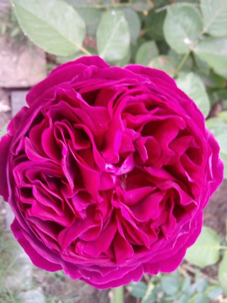  - Englezesc neidentificat