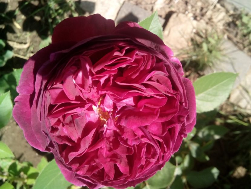  - Englezesc neidentificat