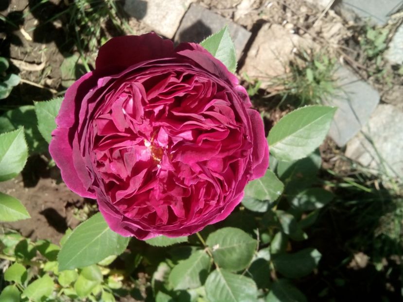  - Englezesc neidentificat