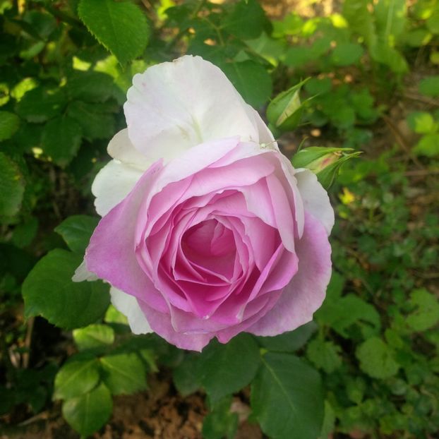 saphir - gradina mai 2018