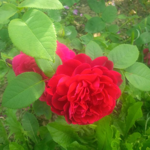  - gradina mai 2018
