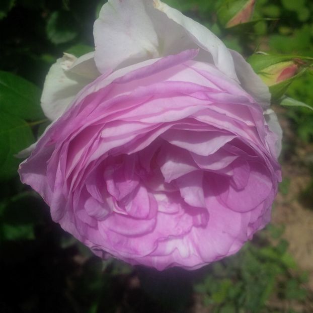 saphir - gradina mai 2018