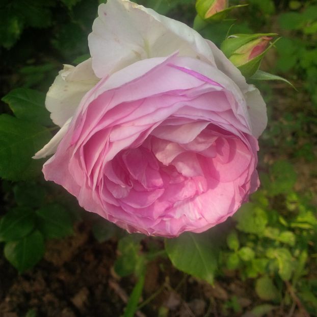 saphir - gradina mai 2018